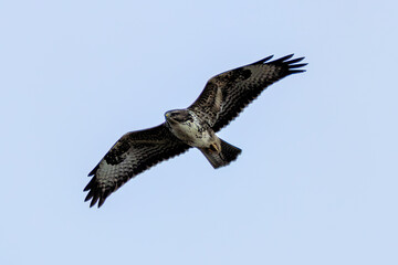 Common Buzzard (Buteo buteo), spotted over Baldoyle Racecourse, Dublin; common in Europe