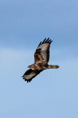 Common Buzzard (Buteo buteo), spotted over Baldoyle Racecourse, Dublin; common in Europe