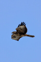Fototapeta premium Common Buzzard (Buteo buteo), spotted over Baldoyle Racecourse, Dublin; common in Europe