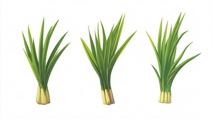 Obraz premium Fresh Lemongrass Vector Illustration for Singing Concept