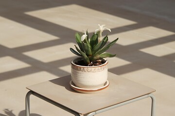 A small succulent plant with delicate white blooms sits in a charming ceramic pot. Sunlight casts shadows on the floor, creating a serene, minimalist scene. The plants simple elegance is highlighted.