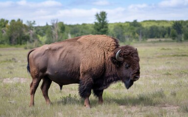  A wild American bison standing on a grassland prairie, with a thick brown coat, covered in dust, set against a golden grassland and clear sky