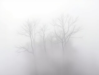 Misty Winter Treescape 