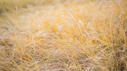 Fototapeta premium Close-up of autumn grass in a meadow, highlighting the beautiful textures and colors of autumn grass. Ideal for creating a serene background with ample copy space.