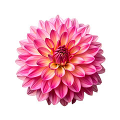 Close-up Studio Shot of a Vibrant Pink Dahlia Flower, Transparent Background