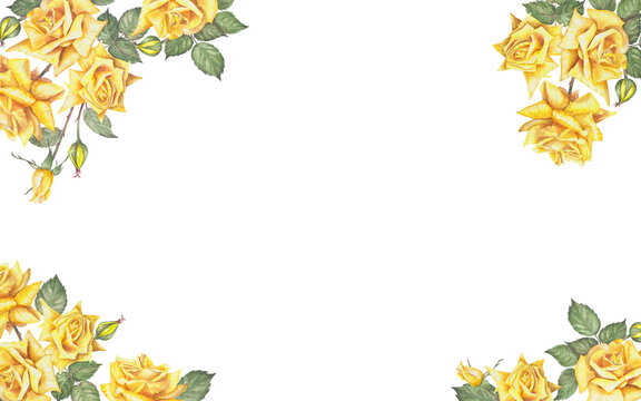 Frame of watercolor illustrations of large yellow roses. Hand-painted watercolor illustration of a frame of yellow roses in vintage style. Ideas for weddings, birthdays, children's parties.