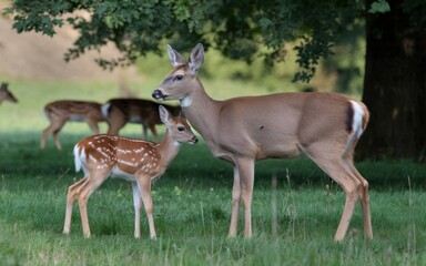  A mother and fawn European roe deer grazing in a green meadow with tall grass and wildflowers, with a soft, warm hue in the background