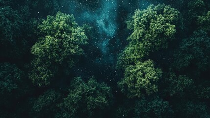 Obraz premium Dark green forest beneath a captivating starry sky creates a serene atmosphere. The enchanting forest offers a perfect background with ample space for design elements.
