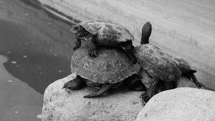 Three tortoises in a zoo