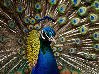 Obraz premium A peacock, highlighting the stunning and colorful patterns on its feathers and how these patterns help attract mates.