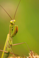 Europäische Gottesanbeterin (Mantis religiosa)
