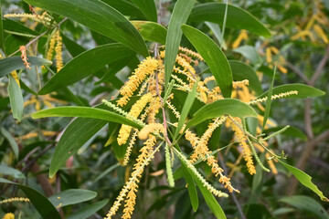 Obraz premium acacia trees (acacia auriculiformis) in post-tin mining land. reclamation plants.commonly known as Auri, Earleaf acacia, Earpod wattle, Northern black wattle, Papuan wattle, tan wattle. 
