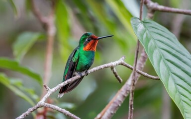 Obraz premium A hovering hummingbird with iridescent green and purple feathers, captured in front of a red flower in a lush forest with blurred background