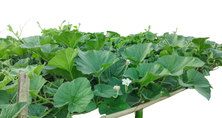 a vegetable garden with green plants on a wooden frame, cabbage growing in the garden, gourd tree branch with green leaf and white flower 