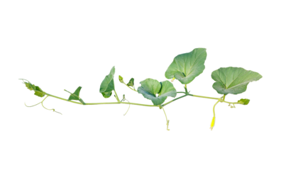 a gourd plant  branch with leaves closeup photography on a transparent background, 
