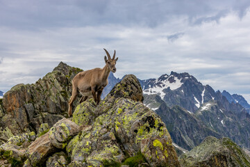 Obraz premium Mountain goat ibex in the Alps mountains in the wild nature. Horned wild animal in the alpine environment. Ibex male and female on the green alpine meadow in summer