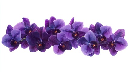 Purple orchid blossoms arrangement isolated on white.