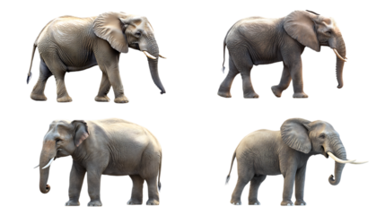 group of elephants isolated on white background