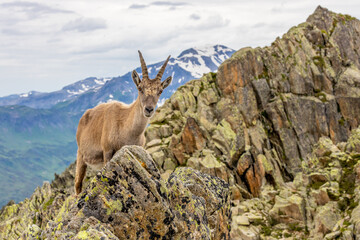Obraz premium Mountain goat ibex in the Alps mountains in the wild nature. Horned wild animal in the alpine environment. Ibex male and female on the green alpine meadow in summer