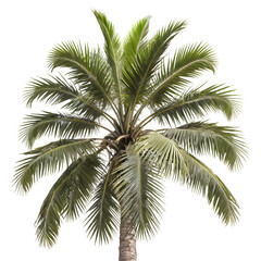 Fototapeta premium Palm tree isolated on white background Realistic 