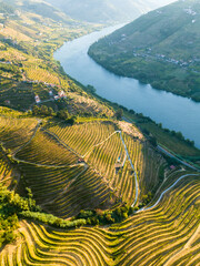 Douro Valley and Douro River. Vineyards and Green Terraces on Sunny Morning. Portugal. Aerial High Angle Drone Shot. Moving Forward.
