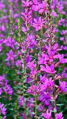 Fototapeta premium Vertical photo of purple loosestrife, or Wand loosestrifes, plants with small purple flowers on tall stems. Close-up captures the delicate details of a wildflower, often found in wetlands and gardens