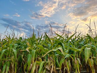 Fototapeta premium Horizontal photo of a cornfield against a beautiful sunset sky. Represents the harvest season, maize crops, and themes of farming, proper nutrition, and the celebration of the harvest festival
