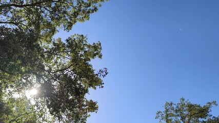 The sun shines brightly even though the big tree with its branches tries to hide it