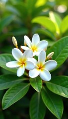 Fototapeta premium White frangipani flowers in full bloom on a tree canopy, bloom, frangipani
