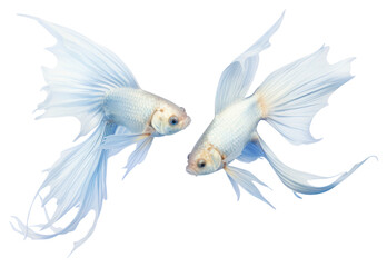 Fototapeta premium PNG Pisces animal fish