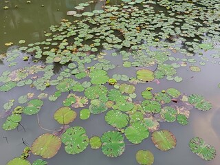 lilies green leaves in the pond