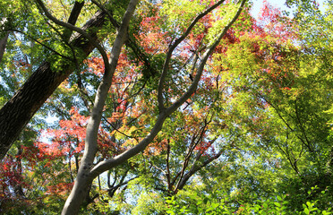Fototapeta premium Beautiful leaves of Acer Palmatum, Japanese Maple tree in autumn. Trees with bright foliage, mainly green, partially red and orange in fall. Natural forest background.