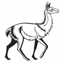 Vicuna vector silhouette black design white background