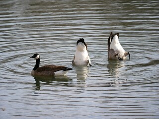 Geese diving into the water to eat water plants, Colorado