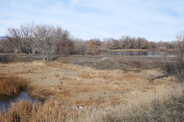 Winter marshes and meadows, Boulder, Colorado