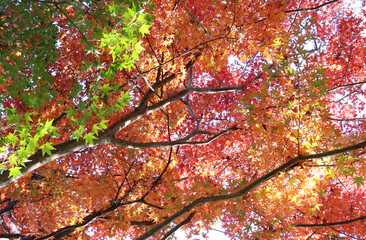 Beautiful red, orange and green leaves of Acer Palmatum, Japanese Maple tree in autumn forest. Trees with colourful foliage in fall background.