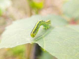 Xanthodes insects eat green leaves