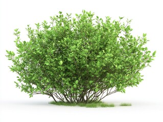 Obraz premium Common Hazel Bush Isolated on a Bright White Backdrop, Showcasing Lush Green Foliage in a Natural Setting