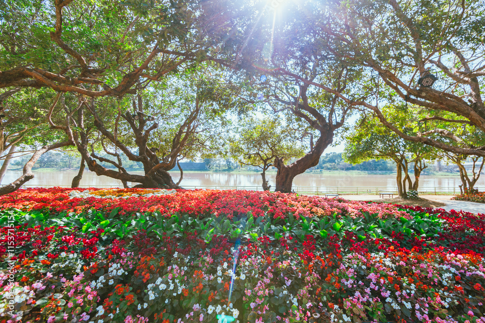 Wall mural the flower and garden decoration