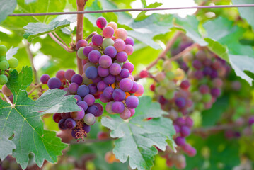 Concord Grapes growing on a vine in a garden. Several beautiful concord grapes hanging on a grape vine