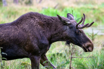 Fototapeta premium Elch