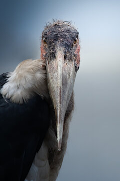 Frontal portrait of a marabou stork (leptoptilos crumeniferus), Kenya