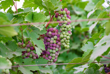 Concord Grapes growing on a vine in a garden. Several beautiful concord grapes hanging on a grape vine