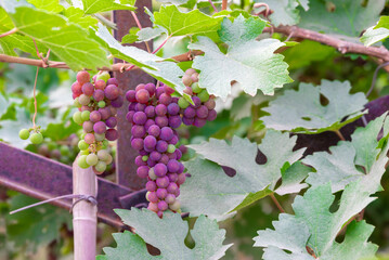 Concord Grapes growing on a vine in a garden. Several beautiful concord grapes hanging on a grape vine