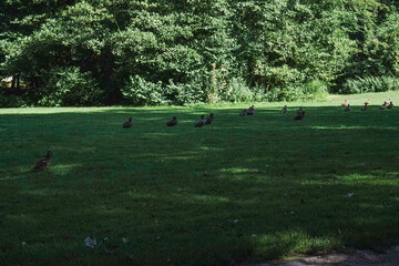 Ducks relax on the grass in the shade, enjoying the coolness