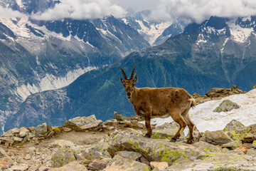 Mountain goat ibex in the Alps mountains in the wild nature. Horned wild animal in the alpine...
