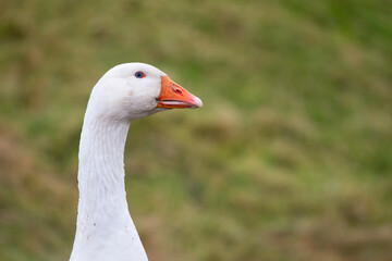 Faroese Goose, Faroe Islands