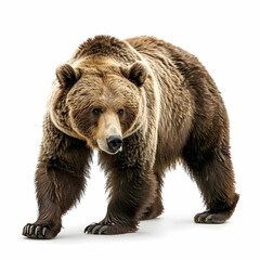 Obraz premium Detailed Portrait of a Grizzly Bear Standing on a White Background