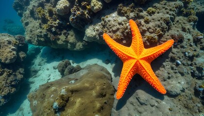 Close-up of a bright orange starfish clinging to a rock on the ocean floor