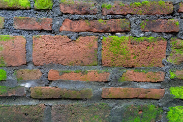 Green Moss Thriving on Damp Brick Wall